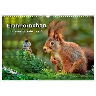 Calvendo Eichhörnchen - immer wieder süß (Wandkalender 2026 DIN A3 quer), CALVENDO Monatskalender