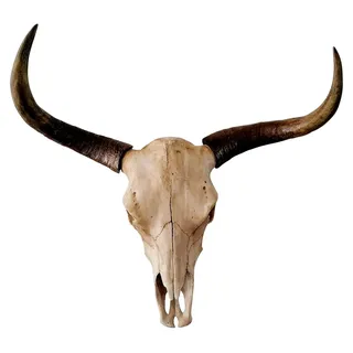 Stierkopf Bullenschädel mit Geweih und Hörnern Wanddekoration aus Polyresin - Moderne Wanddeko für Schlafzimmer oder Wohnzimmer - XXL 73 cm