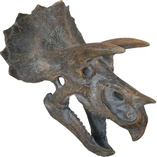 Nemesis Now Wandschild Triceratops, 23 cm, Braun, Einheitsgröße