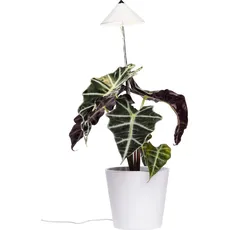 Bild Venso LED-Pflanzenlampe SUNLiTE