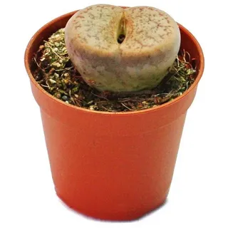 EXOTENHERZ Lithops - Lebender Stein - im 5,5cm Topf