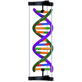 3b Scientific DNA-Doppelhelix-Modell, Studenten-Kit