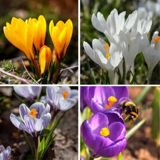 Plant in a Box - Krokuszwiebeln - 70er Set Blumenzwiebeln - Bunte Frühlingsblüher für Garten