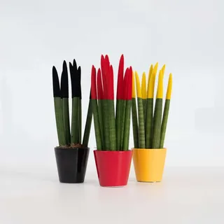 Sansevieria Zylindersansevieria – 3 Pflanzen – Sansevieria Cylindrica – Höhe 20–40cm – Ø9cm – Pflegeleichte Sukkulente mit luftreinigender Wirkung – Dekorative Zimmerpflanze mit farbigen Spitzen
