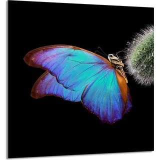 GLASPLATTE FÜR KÜCHE 60x65 Schmetterling