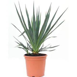 GROW by OBI Palmlilie Höhe ca. 30 -40 cm Topf ca. 10 l Yucca gloriosa