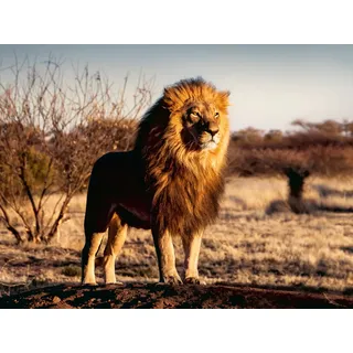 Ravensburger Der Löwe. Der König der Tiere Ravensburger 12000733
