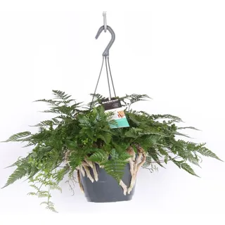 Humata tyermannii Ampel ca. 50 cm - Tarantel-Farn - Vogelspinnen-Farn - Spinnenfarn