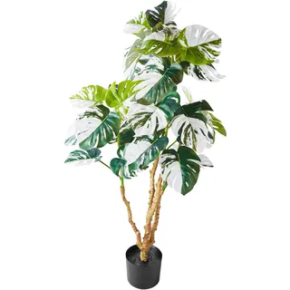 Amare Monstera deliciosa Variegata 110 cm im schwarzen Kunststofftopf 15,5x13cm