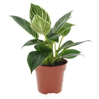Philodendron White Wave 20-30 cm - Baumfreund - grünes Paradies im Wohnzimmer - Grün, Weiß