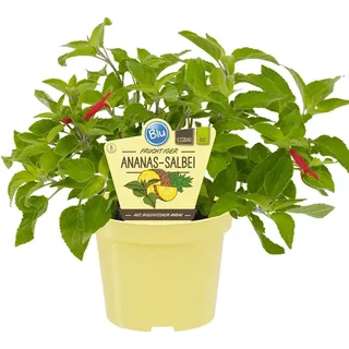 Blu Bio-Ananas-Salbei Topf-Ø ca. 12 cm Salvia