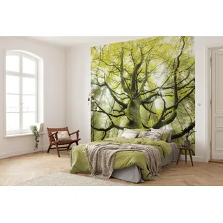 KOMAR Vlies Fototapete Der Traumbaum