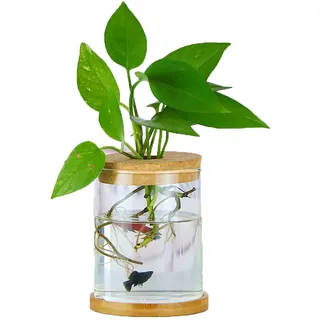 MMIAOO Mini Vase Glasfläschchen Kleine,Tischvasen Dekoflaschen - Hydroponik Hängevase,Glasvase Blumenvase,Hochzeit Party Deko Flasche frühlingsdeko Glas klar (Zylindrisch 10 * 12cm)