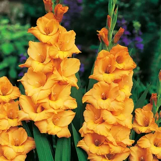 Gladiole Blumenzwiebeln Schwertblume Sommerblühende Siegwurze Ovatie 5 St. - Orange