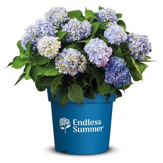 Endless Summer Hortensie 'The Original', blau, Bauernhortensie, Hydrangea, Blume, winterhart, Pflanze für Garten, Terrasse, Balkon oder Kübel