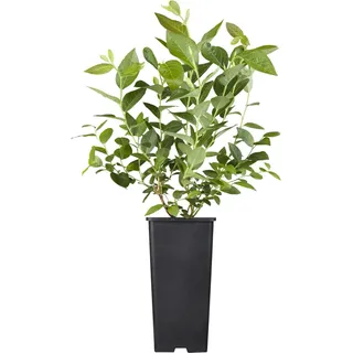 Heidelbeere Patriot Höhe ca. 20 - 30 cm Topf ca. 2 l Vaccinium corymbosum