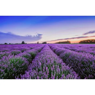 A.S. Création Fototapete Lavender Field 3,75 m x 2,50 m - WALLLOVE Tapete Lavendelfeld in Lila, Blau inkl. Kleister - DD129578