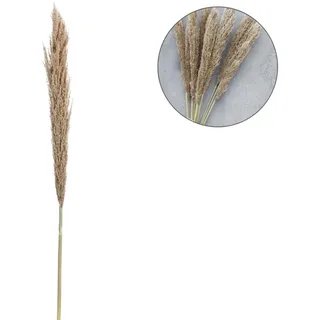 Pampasgras Trockenblumen Natur Pampaszweig Deko 135cm