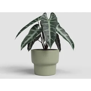 Artevasi Echo High Pot, Blumentopf, Heimdekoration, 16,5cm Durchmesser, olivgrün