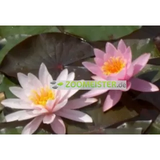 Seerose Rose Nymphe winterhart lachsrosa - Rhizom, Teichpflanze