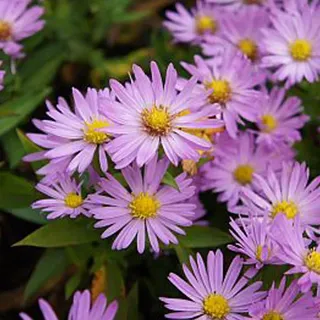 6 x Kissen-Aster - Aster dumosus 'Anneke' - Topf 9cm x 9cm