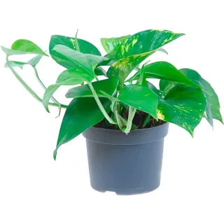 GROW by OBI Efeutute Aureum Topf Ø ca. 12 cm Epipremnum Aureum