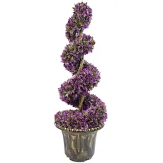 Leaf Künstliche Formschnittpflanze mit dekorativem Pflanzgefäß, 90 cm, Violett/Grün