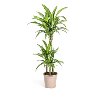 Drachenbaum - Drachenlilie - Dracaena deremensis White Stripe - 90-110cm hoch - Grün