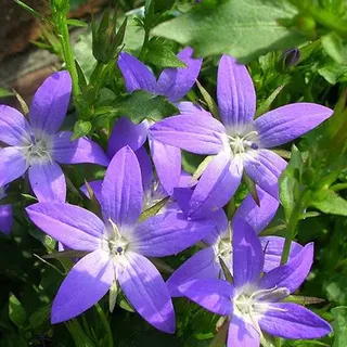 6 x Hängepolster Glockenblume - Campanula poscharskyana 'Stella' - Topf 9cm x 9cm