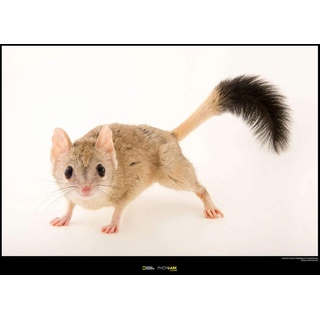 Komar National Geographic Wandbild | Kowari | Größe: 70 x 50 cm | ohne Rahmen | Poster, Fotographie, Tier, bedrohte Tierart, Tierbild, Kundstdruck, Porträt | WB-NG-015-70x50