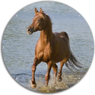 Wallario rundes Outdoor-Poster für Garten oder Balkon, Motiv Braunes Pferd am Meer Araber am Wasser, 60 cm Durchmesser - Blau