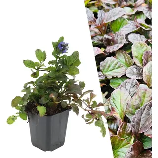 Plants by Frank | 24 Günsel Pflanzen | Ajuga reptans | Bodendecker Winterhart | Stauden Winterhart | Gartenpflanzen Winterhart