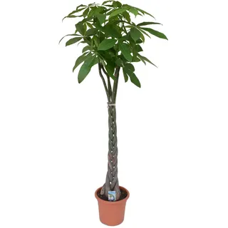 Pachira aquatica Glückskastanie Zimmerpflanze Grünpflanze Wilder Kakaobaum - 130-160 cm