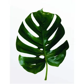 KOMAR Wandbild Monstera Leaf 40 x 50 cm