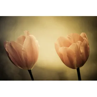 Papermoon Fototapete »Blumen«, bunt