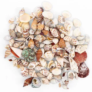 ASelected 600g Gemischte Muscheln, 80+ Stück Natürliche Muscheln, Ozean Muscheln und Seesterne Deko für Armbänder, Vase Füllstoffe, Fisch Panzer, DIY Kunsthandwerk