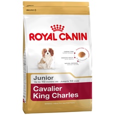 Bild Cavalier King Charles Junior 1,5 kg