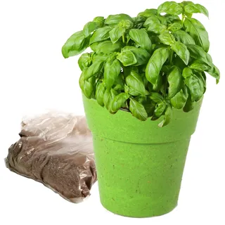 PLANETE PLANTE - Biologischer Topf und Pflanzensamen - Gartenbausatz - 170036 - Bambus - Garten - Natur - Pflanze - Blumen - Kinderspiel - Ab 4 Jahren