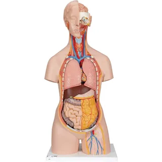 3B Scientific Classic-Torso-Modell, klassische Ausführung, geschlechtsneutral, offener Nacken/Rücken, 18-teilig, inkl. anatomischer Software „3B Smart Anatomy“ (evtl. nicht in deutscher Sprache)