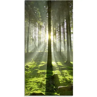 Artland Glasbild »Wald im Gegenlicht« Wald 1 Stk. tlg. in verschiedenen Größen, grün