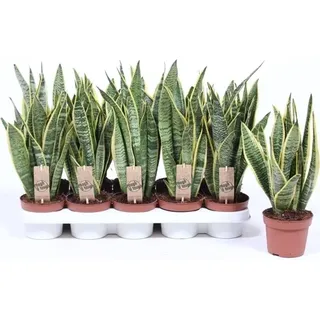 Sansevieria trifasciata Laurentii 40 cm Bogenhanf Zimmerpflanze