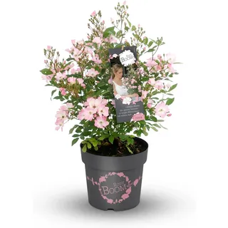GROW by OBI Strauchrose Rosy Boom Rosa Topf ca. 6 l