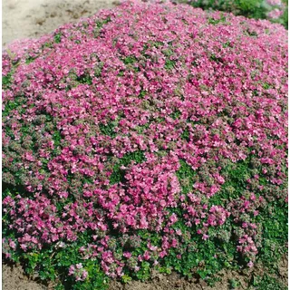 Thymus praecox 'Minor', Teppich-Thymian, aromatisch, ca. 9x9 cm Topf