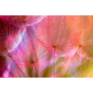 Papermoon »PUSTEBLUME-LÖWENZAHN ABSTRAKT TEXTUR MUSTER FARBIG DEKO«, bunt,