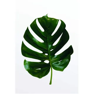 KOMAR Wandbild Monstera Leaf 50 x 70 cm