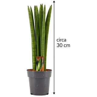Sansevieria Cylindrica Straight ca. 30 cm – Bogenhanf, Schwiegermutterzunge, luftreinigende Zimmerpflanze für bessere Raumluft