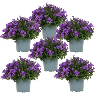 Campanula Addenda - Glockenblume Lila Topf Größe 12Cm - 1M2 Bodendecker - 6 Stück - Ambella Lila - Gartenpflanzen - Hardy