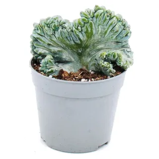 Blaubeerkaktus – Kammkaktus – Myrtillocactus geometrizans cristata – außergewöhnlicher Kaktus – Blumentopf 6,5 cm - Grün