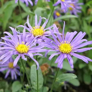 6 x Sommer Aster Blue King - Aster 'Blue King' - Topf 9cm x 9cm