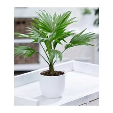 Palme 'Livistona Rotundifolia'